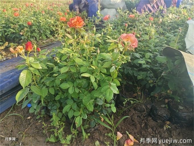 月季入秋花事全掌握，修剪施肥，秋花想不美都難(圖2)