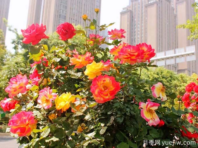 昆明月季應(yīng)用和景觀圖集(圖4)