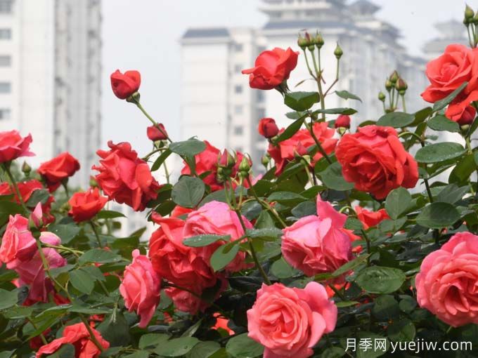 黔東南月季應用和景觀圖集(圖3)