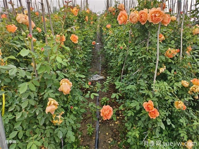 北方不同園林植物，秋季修剪時(shí)的修剪方法有什么不同？(圖2)