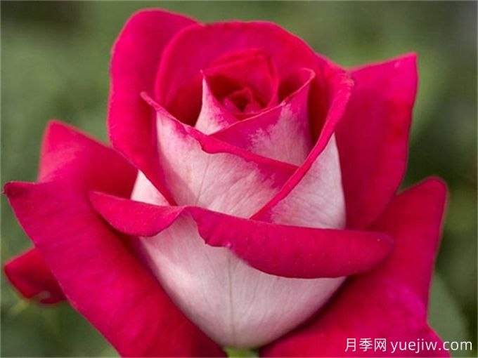 莫妮卡貝魯奇月季，顏值出眾，復(fù)花奇快(圖1)