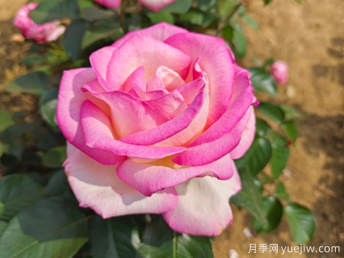 月季花語，朋友圈里的浪漫祈愿(圖1)
