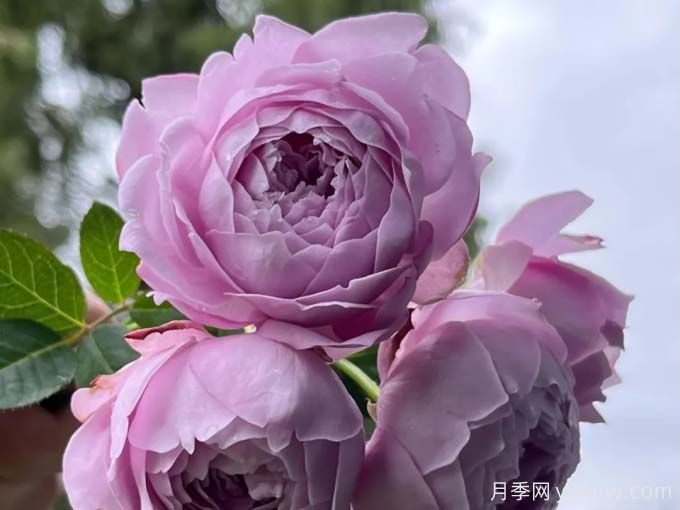 一秒帶你入坑的5個(gè)優(yōu)美月季花(圖2)