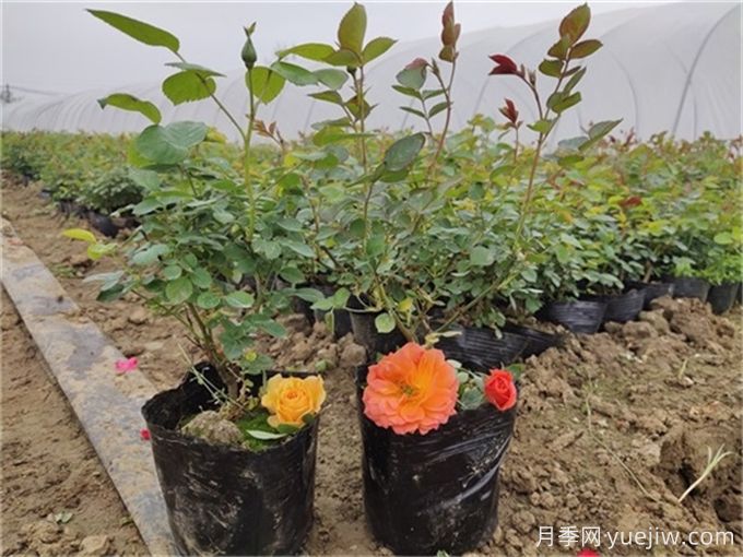 如何種植土球月季苗？掌握方法快速生長(圖1)