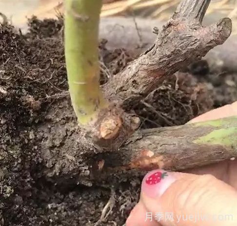 月季苗弱不要扒開(kāi)根系，僵苗月季怎么處理？(圖1)
