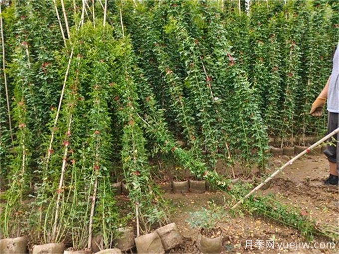 如何種植土球月季苗？掌握方法快速生長(圖2)