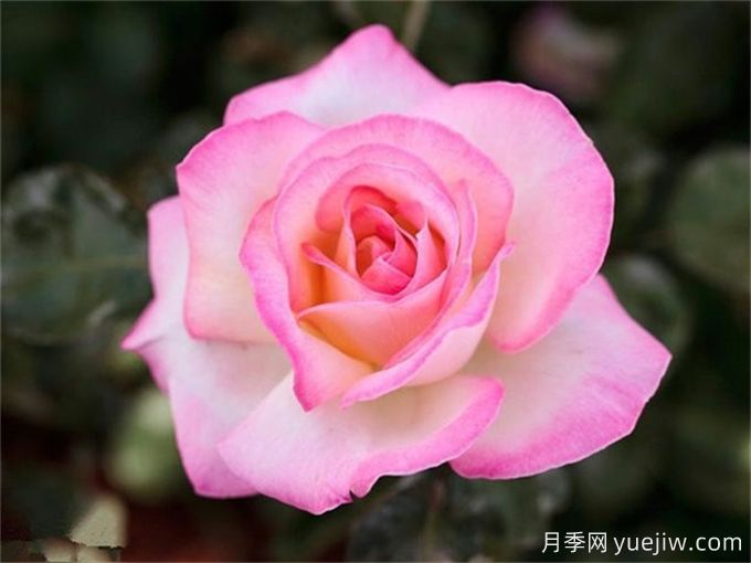 新手必入大花月季品種，經(jīng)典與潮流的9個(gè)美人(圖3)