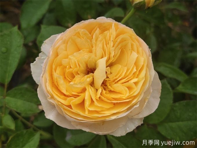 新手必入大花月季品種，經(jīng)典與潮流的9個(gè)美人(圖7)