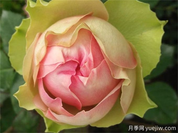 推薦15個很受歡迎的月季品種，總結(jié)有優(yōu)缺點(圖5)