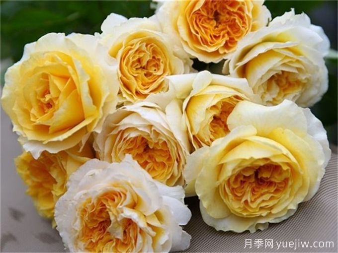 推薦15個很受歡迎的月季品種，總結(jié)有優(yōu)缺點(圖10)