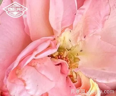常見月季蟲害防治技術(shù)大全，趕快收藏(圖2)