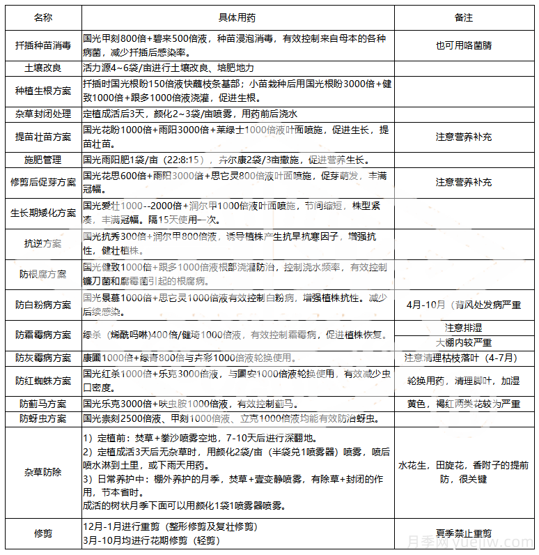 常見月季蟲害防治技術(shù)大全，趕快收藏(圖5)