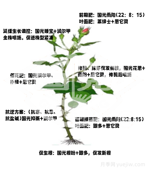 常見月季蟲害防治技術(shù)大全，趕快收藏(圖6)