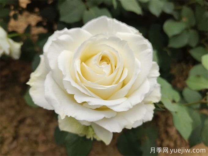 盤點(diǎn)10款白色系月季，不容錯(cuò)過的經(jīng)典(圖5)