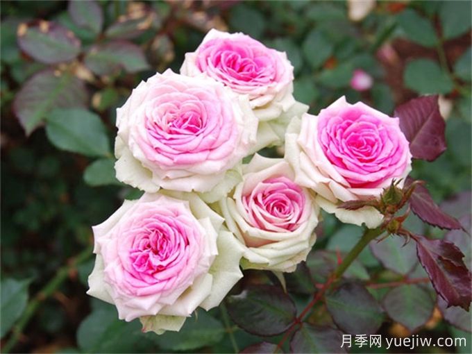 12個(gè)新手必備月季品種，有陽(yáng)臺(tái)盆栽和庭院地栽(圖4)