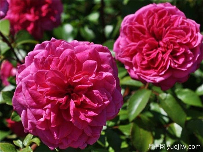 花界三絕：月季、玫瑰與薔薇的綺麗綻放(圖2)