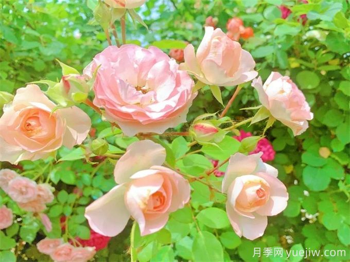 阜陽城北月季迷宮，7447平方米花墻等你賞(圖2)