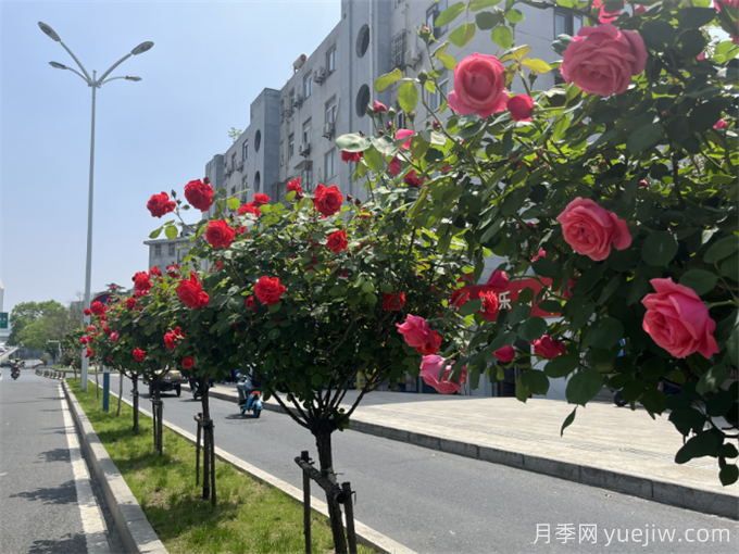 合肥樹狀月季大道，大朵月季扮靚城市風(fēng)景(圖2)