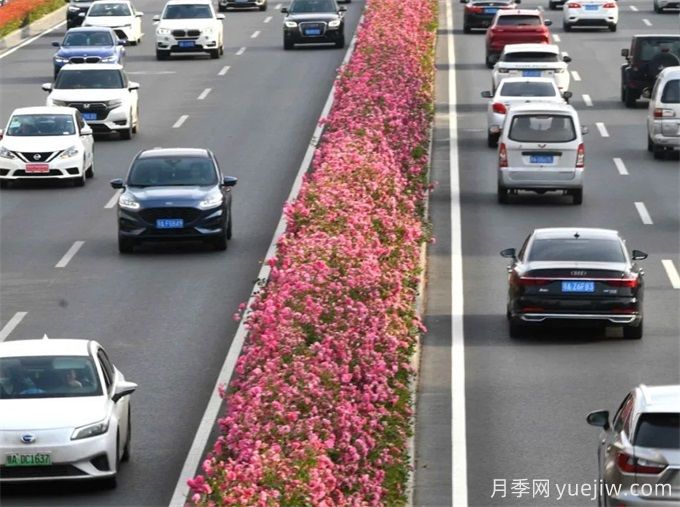 武漢街頭2米多高的月季樹哪里來的？揭秘樹狀月季(圖3)