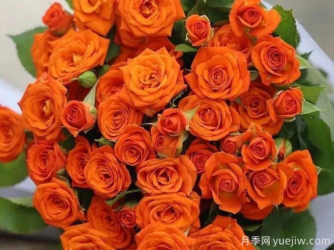 橙色芭比月季，溫暖活潑的多頭玫瑰(圖1)