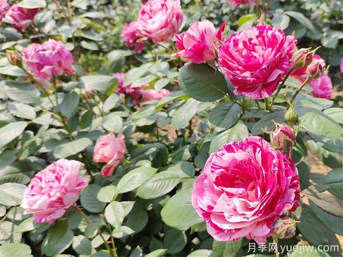 實(shí)用的養(yǎng)花技巧，適合養(yǎng)殖月季花(圖2)