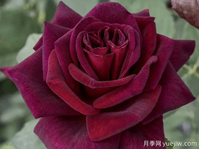 推薦10款玫昂的優(yōu)秀月季，懶人月季天花板(圖9)