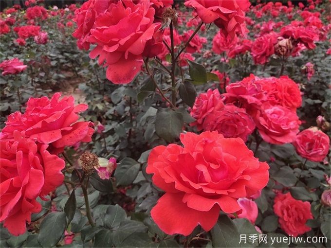 月季花的詳細(xì)介紹，月季花對(duì)人體有哪些好處呢？(圖1)