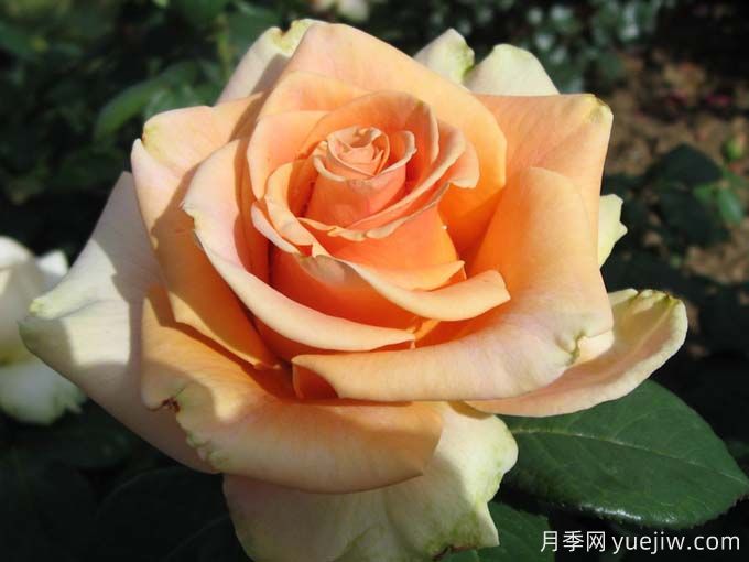 10種以人物命名的月季，每一種都能驚艷到你(圖1)