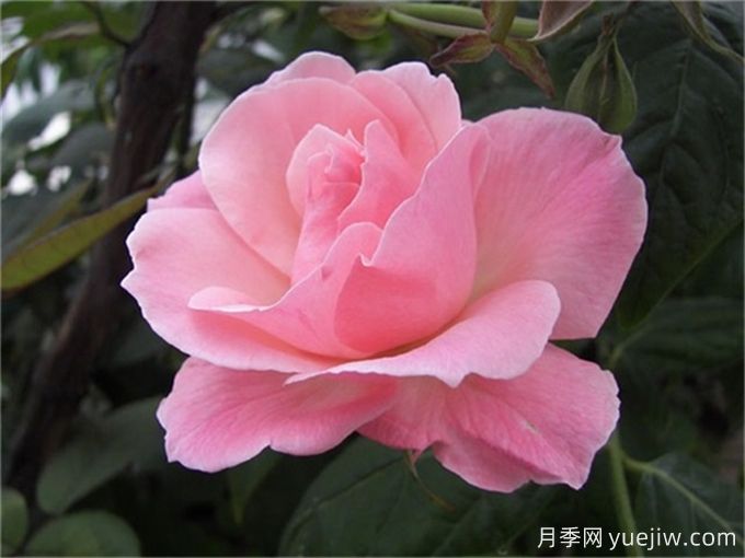 10種以人物命名的月季，每一種都能驚艷到你(圖7)