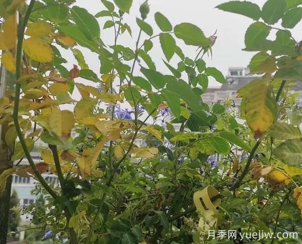 月季突然出現(xiàn)大量黃葉怎么辦？感染了煙煤病(圖1)