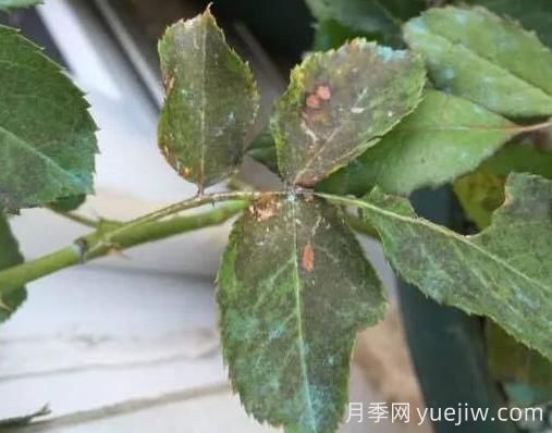 月季突然出現(xiàn)大量黃葉怎么辦？感染了煙煤病(圖2)