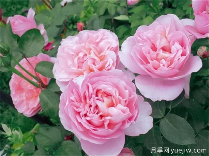 舍農(nóng)索城堡的女人月季，愛(ài)上她理由很多(圖1)