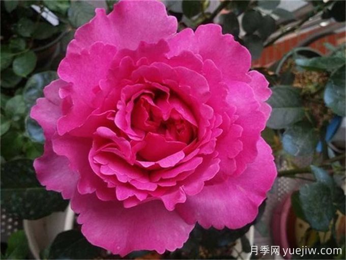 伊芙月季品種有很多，分享5種好看好養(yǎng)(圖1)