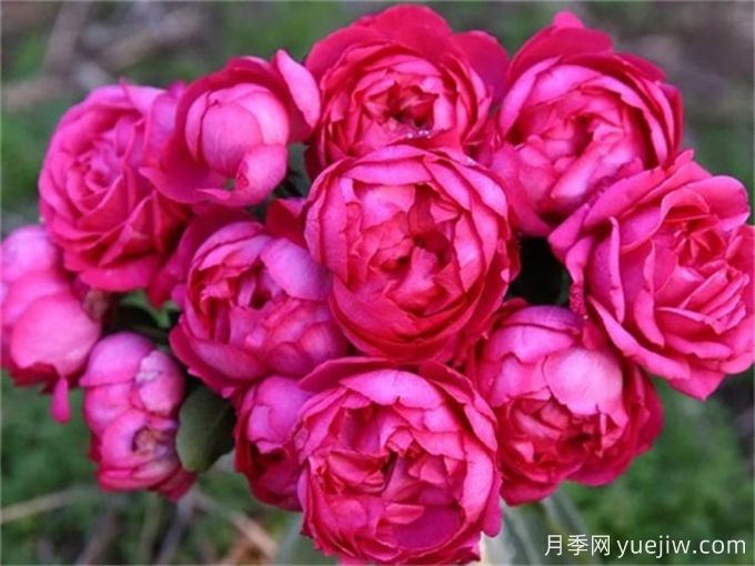 伊芙月季品種有很多，分享5種好看好養(yǎng)(圖2)