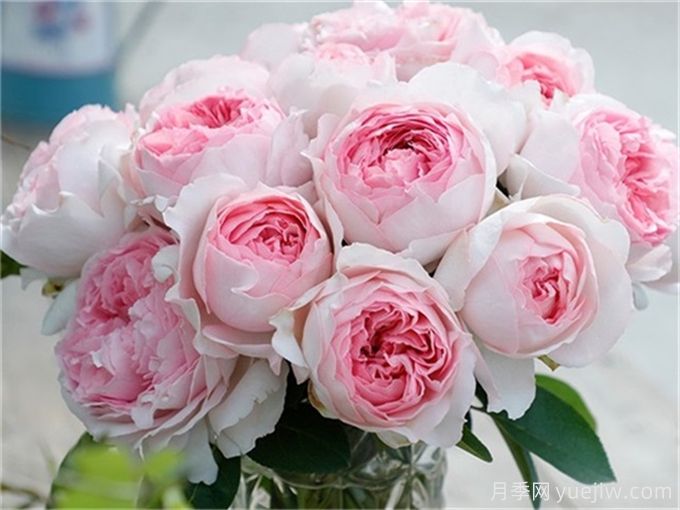 伊芙月季品種有很多，分享5種好看好養(yǎng)(圖4)