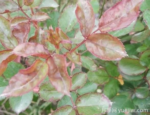 月季水害與肥害區(qū)分？常見月季黃葉原因(圖2)