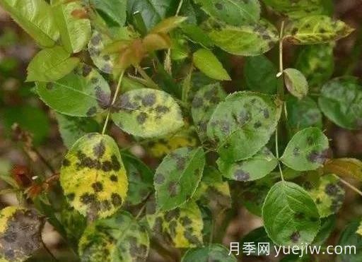月季水害與肥害區(qū)分？常見月季黃葉原因(圖3)