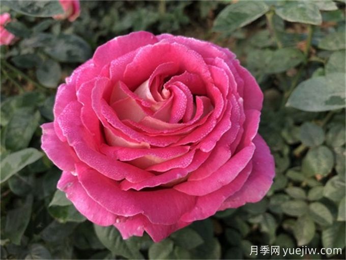 描寫月季花的好句好段，作文用得上(圖1)