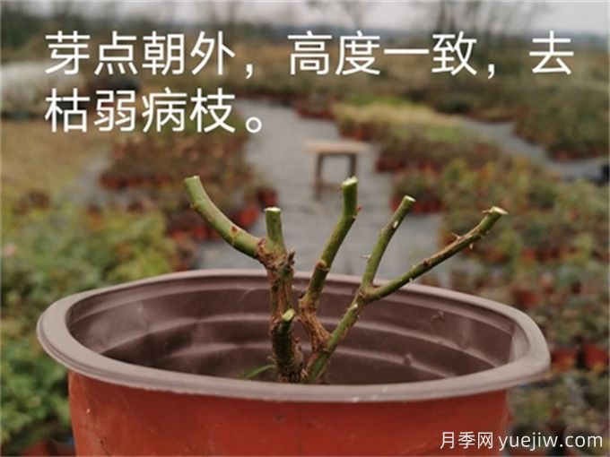 月季的冬季如何管理？怎樣使盆栽月季花開(kāi)不斷？(圖2)