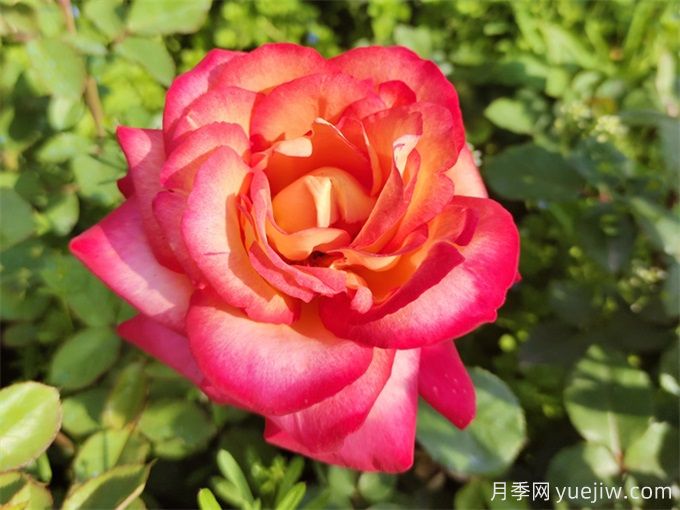 88個(gè)花卉基本知識(shí)點(diǎn)，必須收藏(圖1)