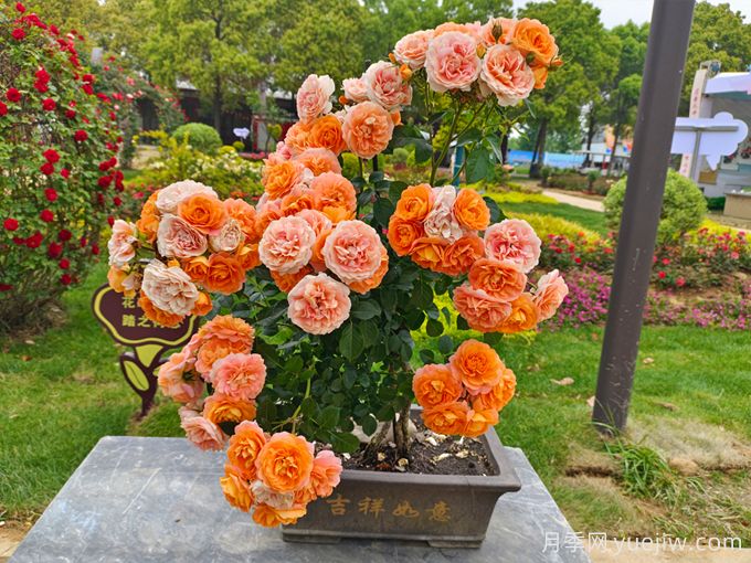 88個(gè)花卉基本知識(shí)點(diǎn)，必須收藏(圖2)