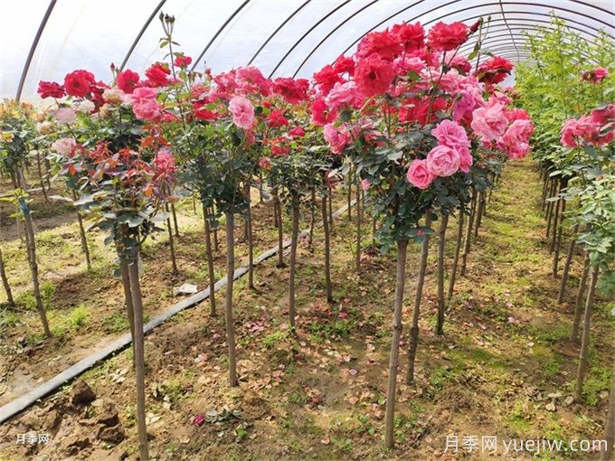 88個(gè)花卉基本知識(shí)點(diǎn)，必須收藏(圖3)