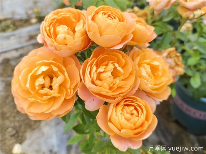 哪些月季花開花時間長？這5款月季品種花期超長(圖1)