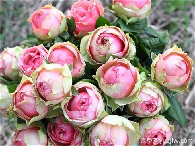 哪些月季花開花時間長？這5款月季品種花期超長(圖4)