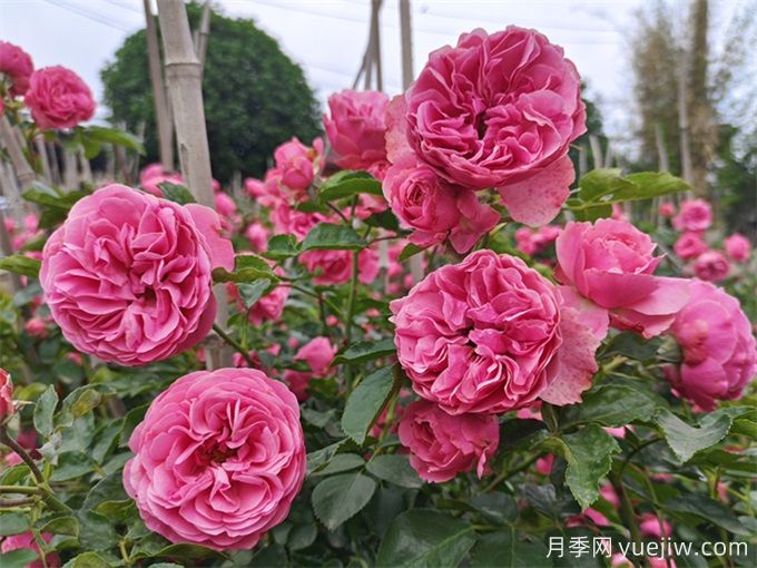 哪些月季花開花時間長？這5款月季品種花期超長(圖5)