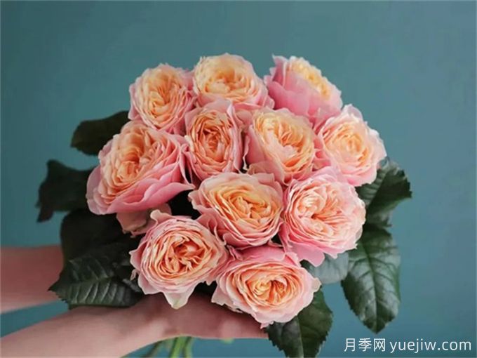溫柔珊瑚心月季，花色獨特且勤花(圖1)