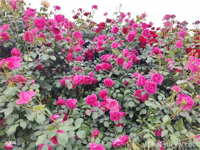 大游行月季，長(zhǎng)勢(shì)奇快，花墻花柱的優(yōu)選(圖2)
