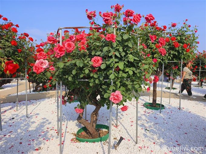 花園植物配置如何做？六個(gè)花園色彩搭配技巧(圖2)