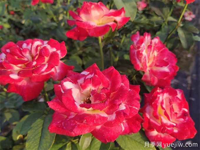 紅雙喜月季，香氣迷人的大花花園月季(圖2)
