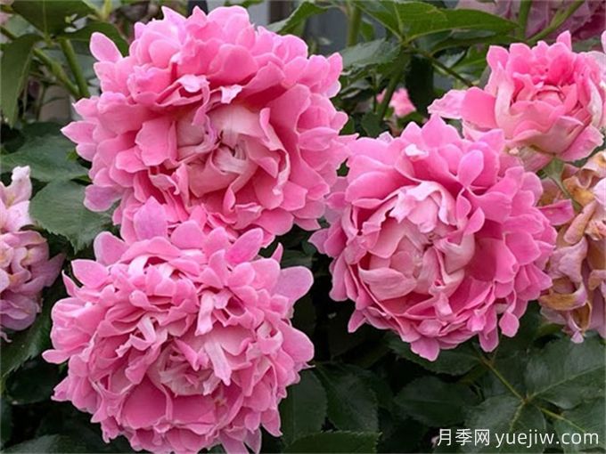 夢幻褶邊月季，獨(dú)特花型，香氣四溢(圖2)